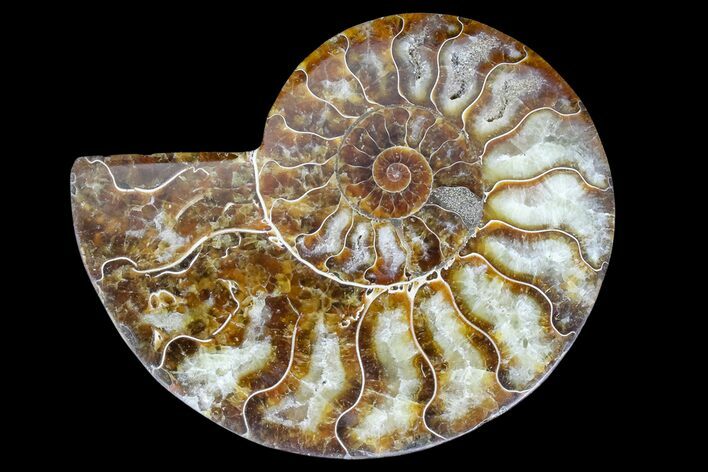 Cut & Polished Ammonite Fossil (Half) - Madagascar #166783